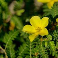 Endopeak active botanical ingredient showcase featuring a vibrant yellow tribulus terrestris flower blooming amidst dense green serrated leaves.