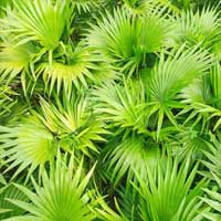 Endopeak active botanical ingredient showcase featuring a dense overhead view of vibrant green Saw Palmetto fronds with sharp, fan-like pointed leaves.