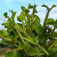 Endopeak active botanical ingredient showcase featuring a bundle of fresh Cissus Quadrangularis stems with green leaves against a light blue sky background.