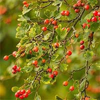 Endopeak active botanical ingredient showcase featuring a close-up view of ripe red hawthorn berries growing on green leafy branches under warm, natural sunlight.